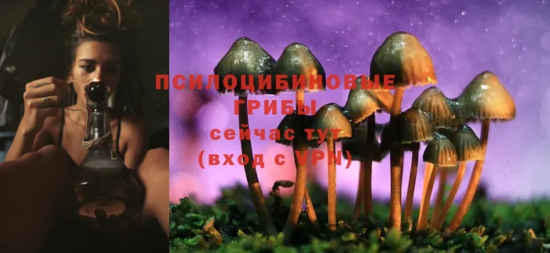 кракен как войти  Карпинск  Псилоцибиновые грибы Cubensis 